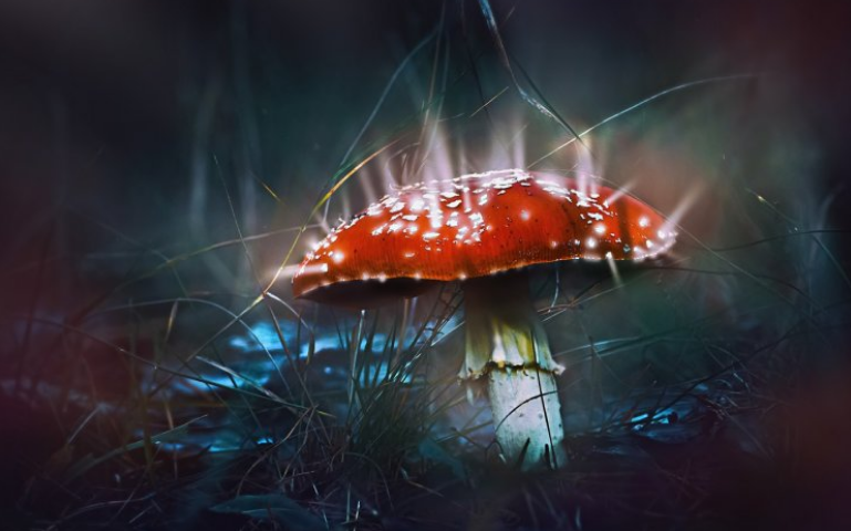 Мухомор— один из самых распространенных видов грибов на планете.
